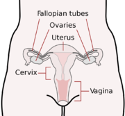 1000px-Scheme female reproductive system-en.svg.png